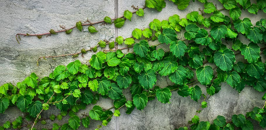 green leaf plants, ivy, vine, the leaves, plants, hwalyeob, nature, damme, wall, grey