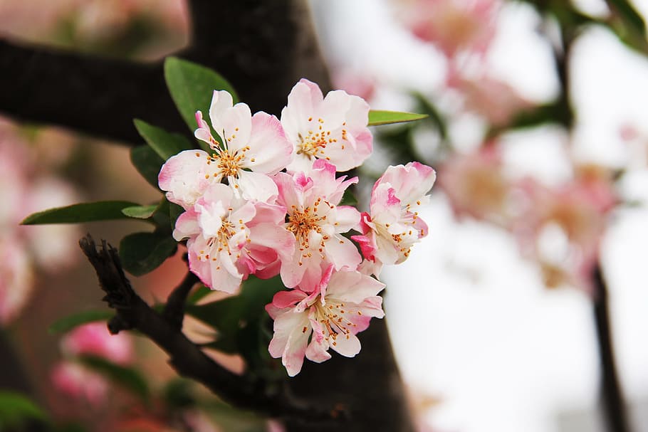 ピンク, 桜, 花, 花セレクティブフォーカス写真, 牡丹, 3月, 春, 赤, 美しい, 咲く