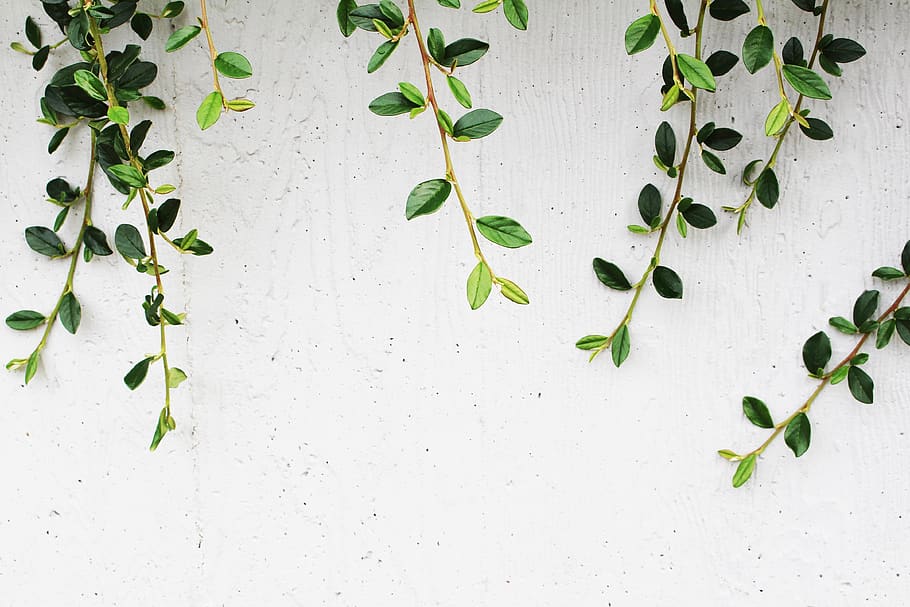 green, climbing, leaves, white, wall, nature, texture, natural, twigs, plants