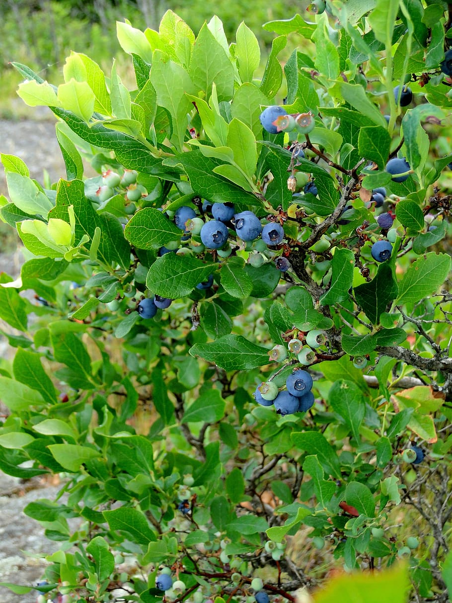 blueberry, bush, shrub, highbush, blueberries, growing, wild, wild berries, summer, fruit
