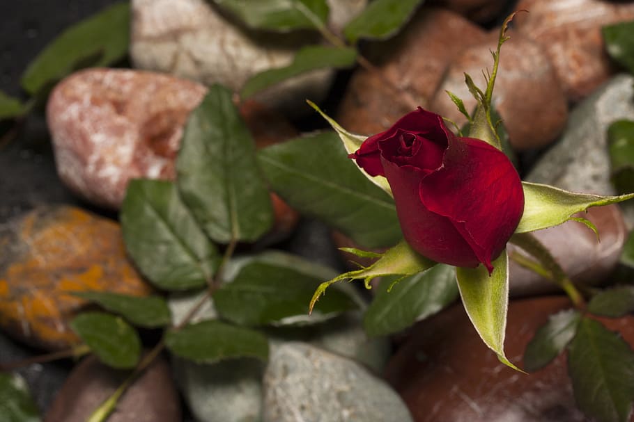 fotografi close-up, mawar, mekar, Rose, Merah, Bunga, Makro, Alam, Tutup, mawar merah