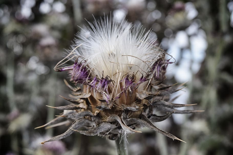 thistle, bulgaria, plant, nature, dry, faded, blossom, bloom, seeds, flower