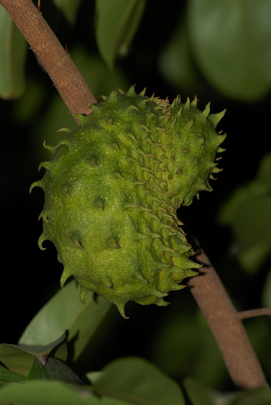 soursop, fruit, edible, green color, leaf, plant part, growth, plant, close-up, focus on foreground