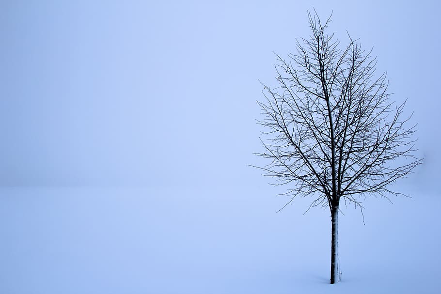 árbol, rodeado, nieve, treet, snø, vinter, paisajista, hvit, bakgrunner, tåke