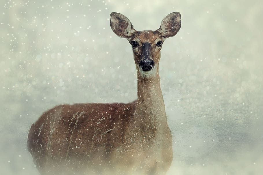 갈색 사슴, 노루, 동물, 야생 동물, 야생, 눈, 겨울, 눈송이, 숲 동물, 자연