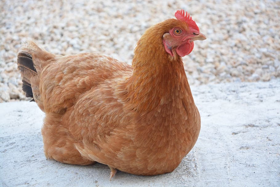 雌鶏, 座って, コンクリート, 表面, 横たわっている雌鶏, 産卵鶏, ルース, きれいな, 新鮮な, 卵