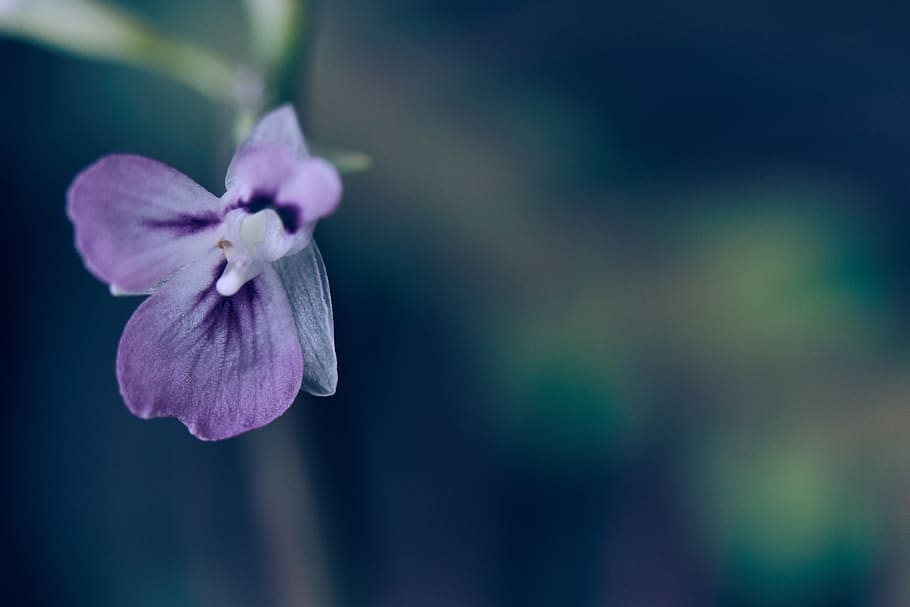 púrpura, naturaleza, flor, flora, jardín, campo, ornamental, planta, primavera, de cerca