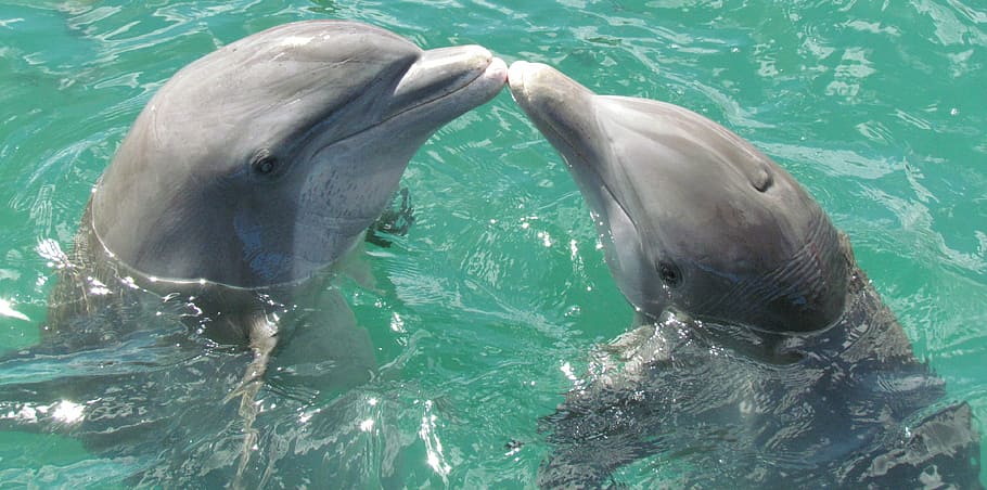 two, dolphins, body, water, dolphin, sea, love, kiss, animal themes, animal wildlife