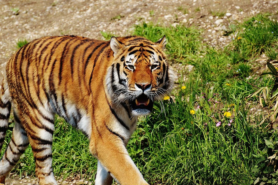 adult tiger, walking, grass, daytime, tiger, predator, fur, beautiful, dangerous, cat