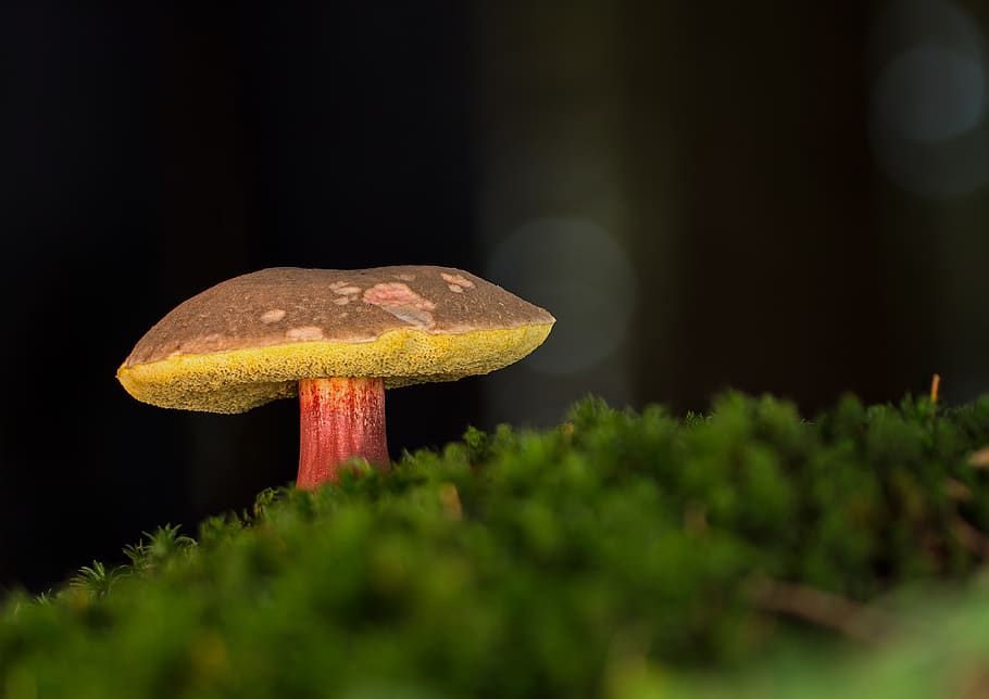 red boletus, rac, mushroom, forest, forest floor, edible, hat, autumn, rotfußröhrling, moss