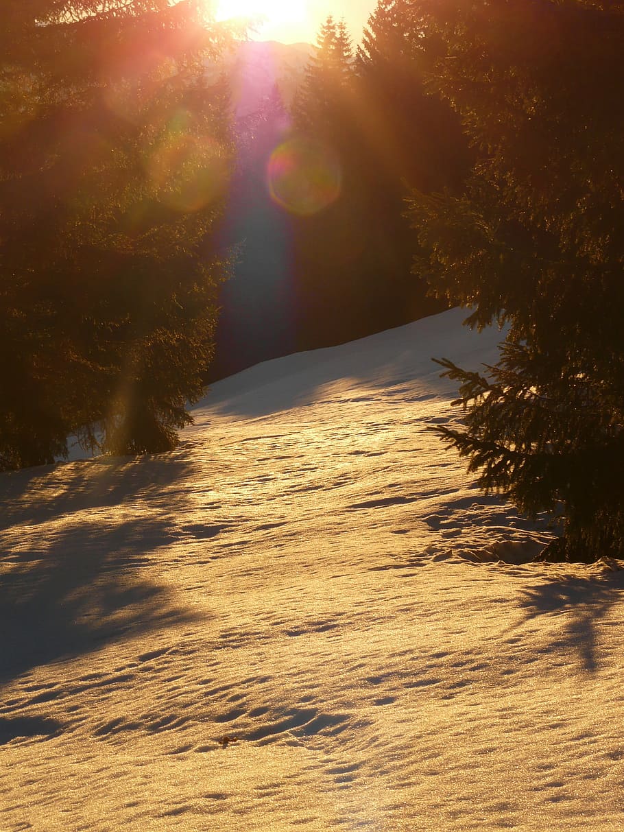 Nieve, invierno, invernal, luz de fondo, dorado, sol, árbol, bosque, paisaje, frío