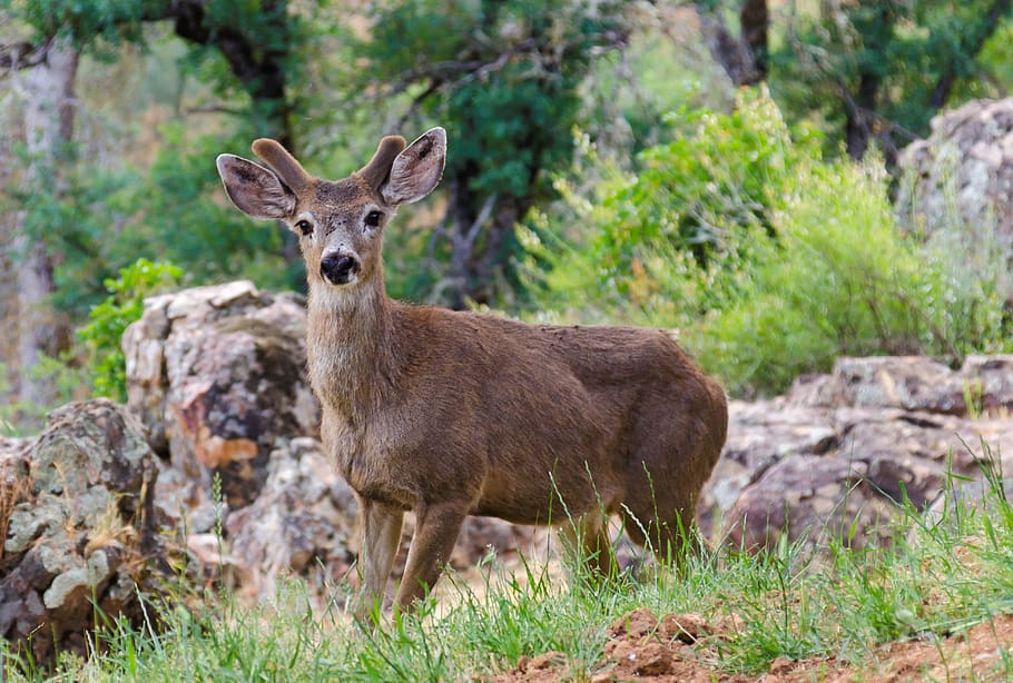 mule deer, usa, mariposa, summer, yosemite, yosemite national park, animal wildlife, animal, animals in the wild, mammal
