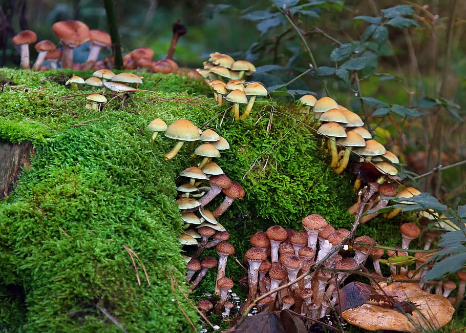 jamur, lumut, hutan, lembab, musim gugur, alam, terbang agaric, lantai hutan, jamur hutan, racun