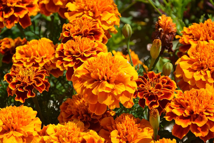 Orange, Flowers, Carnations, India, orange flowers, carnations of india, petals, summer, nature, flowering