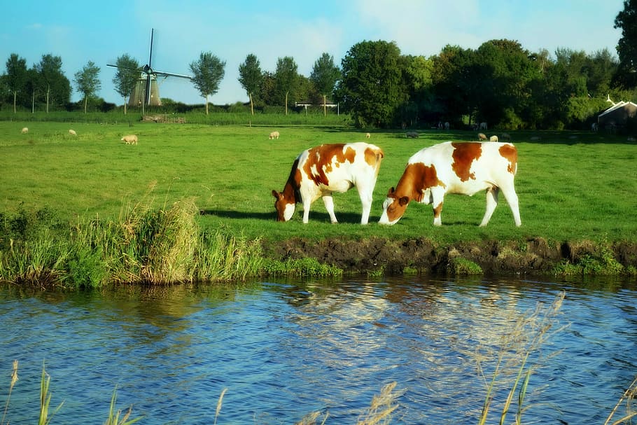 Holland, Landscape, Windmill, Cows, grass, polder, dutch cows, dutch windmill, rural, traditional