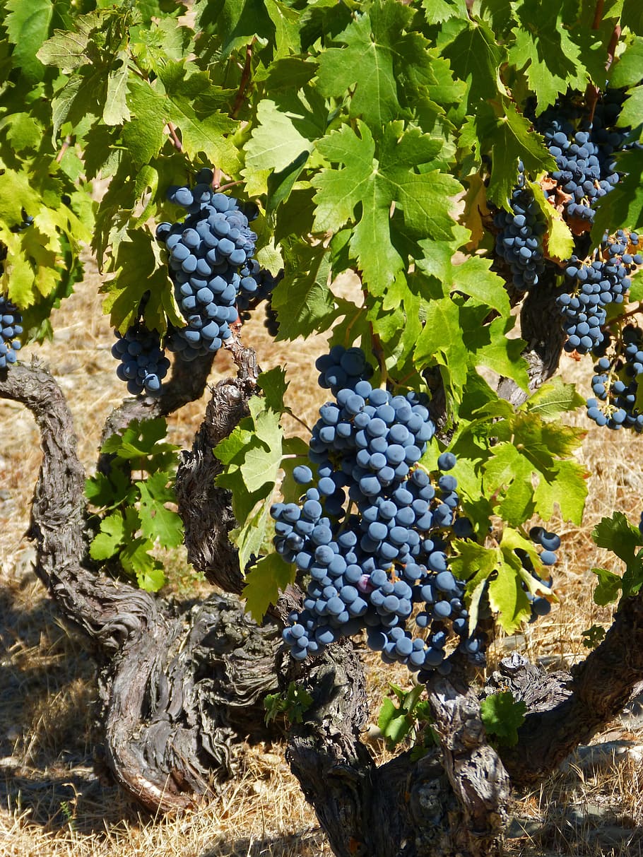 vine, priorat, old vineyard, garnatxa, vineyard, slate, llicorella, viticulture, grape, food and drink