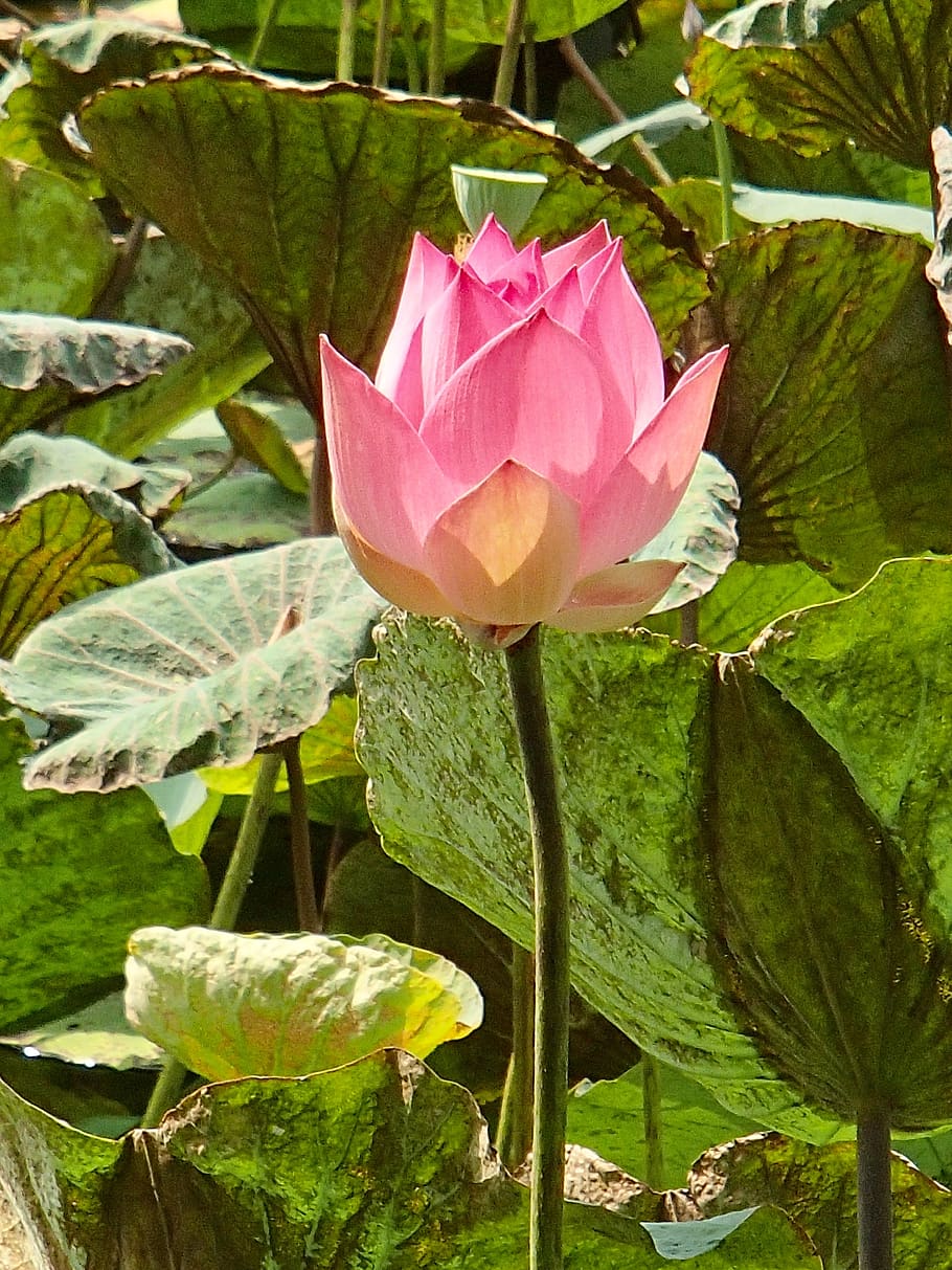 lotus, pink, flower, vietnam, plant, flowering plant, beauty in nature, petal, plant part, leaf