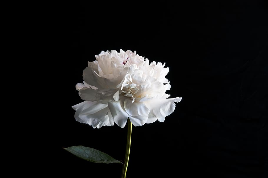 white, petaled flower, black, background, peony, floral, blossom, summer, flower, bright