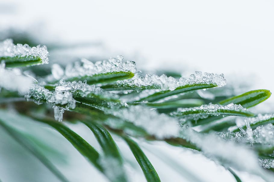 pine needles, snow crystals, close, Pine, Needles, Snow, Crystals, Close Up, cold, forest