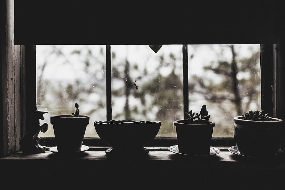 quatro vasos de plantas, plantador, vasos, objetos, preguiçoso, triste, sombrio, chuva, plantas, unicórnio