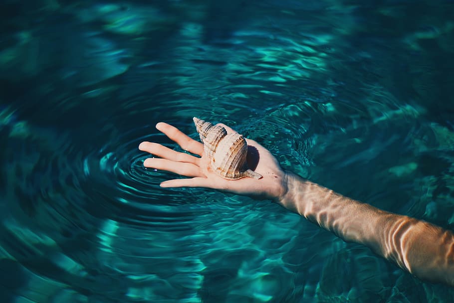 person, holding, snail shell, hand, seashell, water, ocean, sea, lake, arm