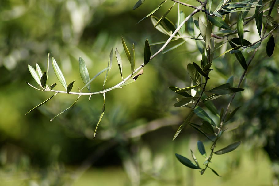 olives, olive branch, fruits, olive tree, plant, olea europaea, real tree, branch, growth, green color