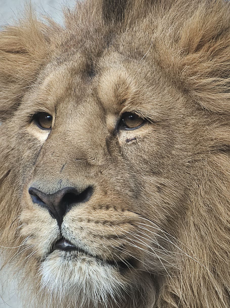 wildlife photography, lion, the mane, pride, animal, king, head, animal themes, mammal, one animal