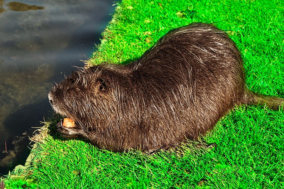 Nutria, Rodent, Animal, Water Rat, nature, animal world, species of rodent, wild animal, wildlife photography, fur