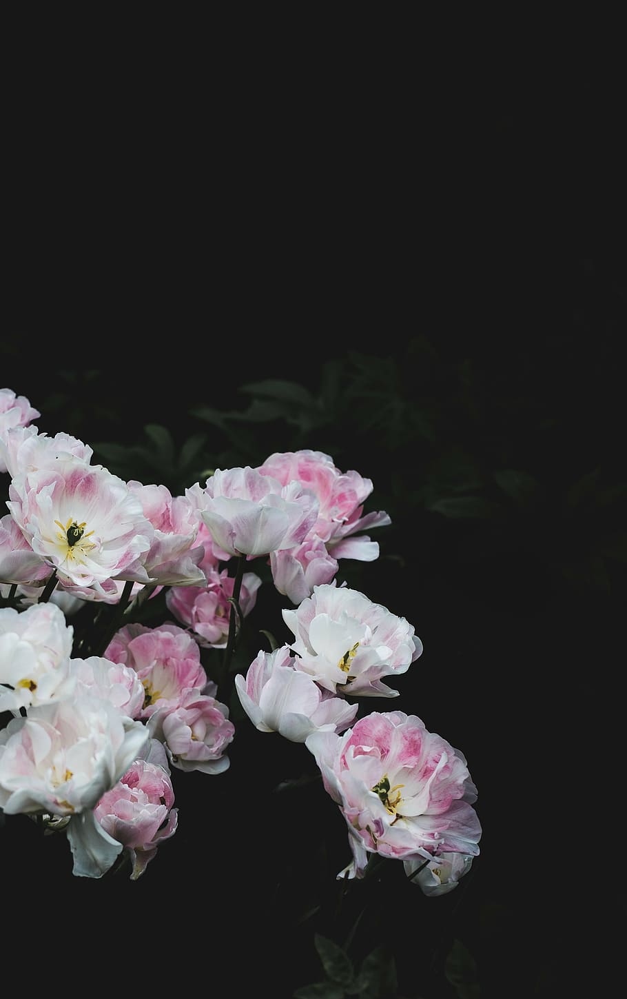 white, pink, petaled flowers, dark, night, plants, flower, petals, nature, pink Color