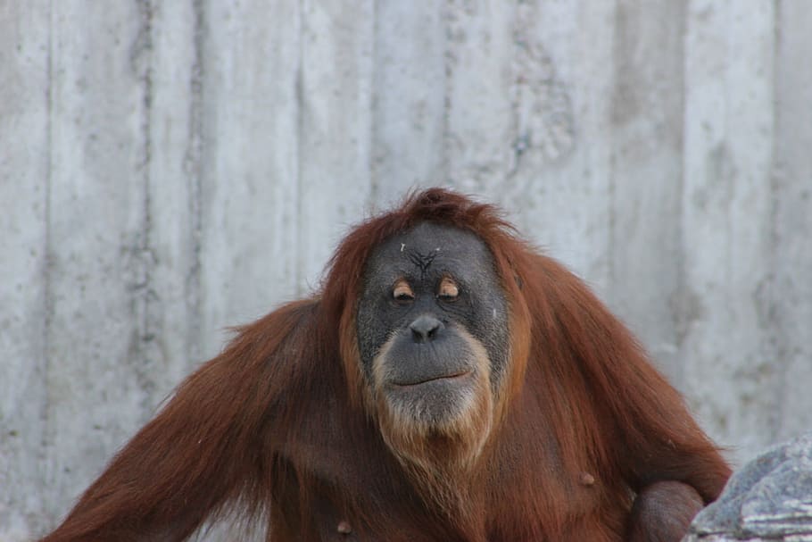 orangután, mono, naturaleza, primate, animal, mamífero, cara, un animal, fauna animal, cabello