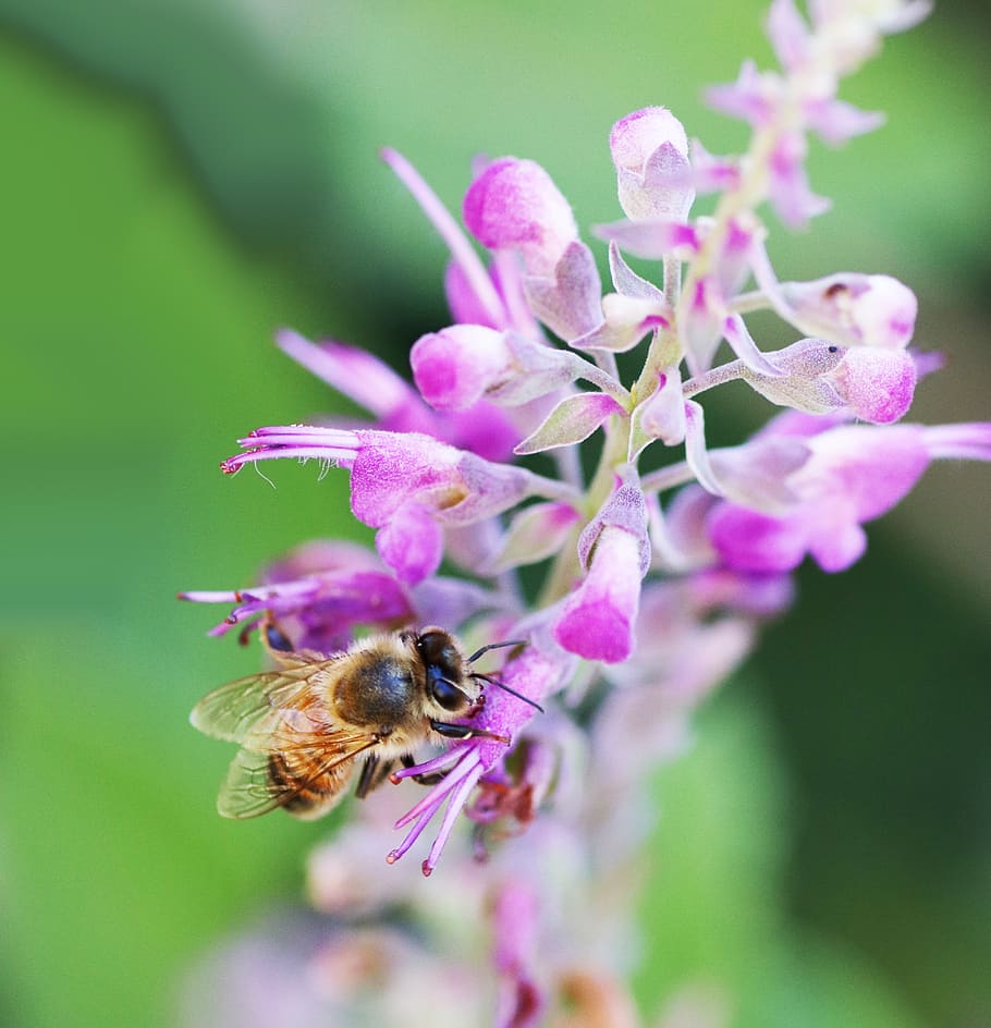 bee insect, pollen, pink salvia, flower, garden, spring, nature, flowering plant, one animal, animal themes