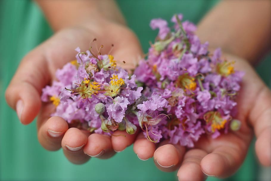 человек, держа, пурпурный, цветок с лепестками, цветок, Руки, Ребенок, простоватый, сад, ферма