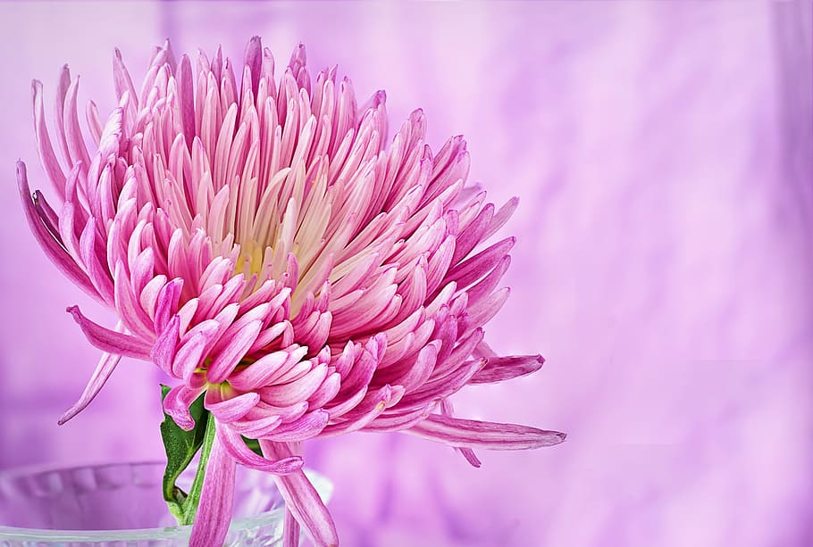closeup, photography, pink, spider, mum, clear, glass vase, nature, flower, summer