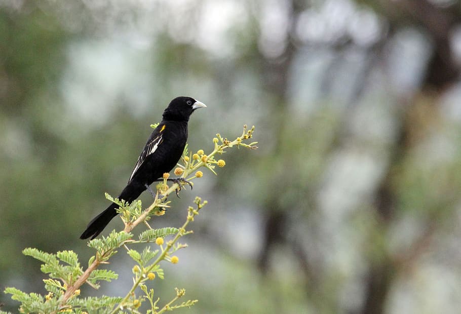 widow, bird, watching, flap, long, tail, nature, black, south, africa