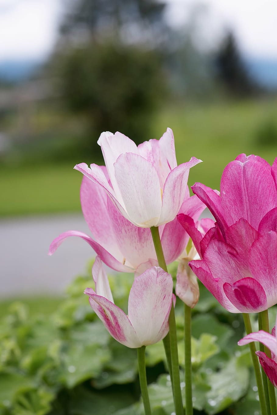 flores brancas e rosa, tulipas, rosa, jardim, primavera, flores, flores cor de rosa, tulipas rosa, flores da primavera, flores no jardim