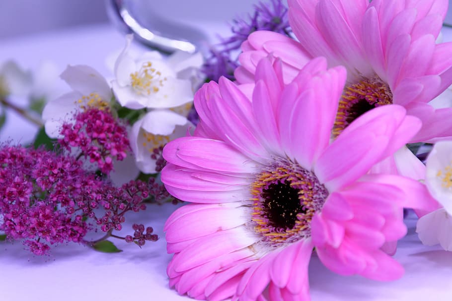 tutup, foto, dua, pink, bunga aster, putih, bunga, gerbera, jasmin, lembut