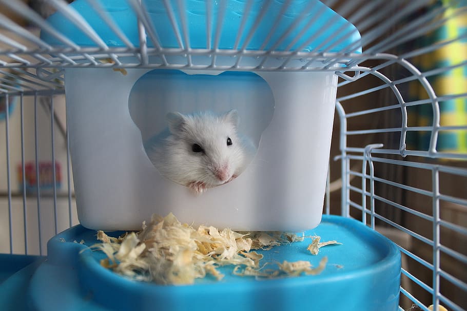 white, hamster, inside, metal cage, rodent, cage, pet, muzzles, mammal, favorite