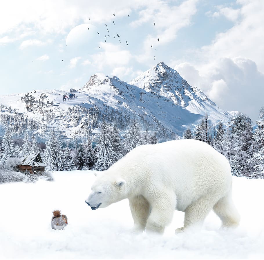 Winter with white polar bears