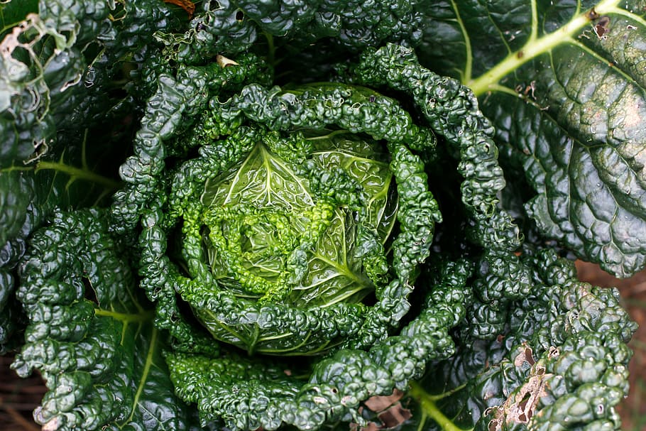 kale, bio, healthy, frisch, plant, herb, leaves, green, edible, food