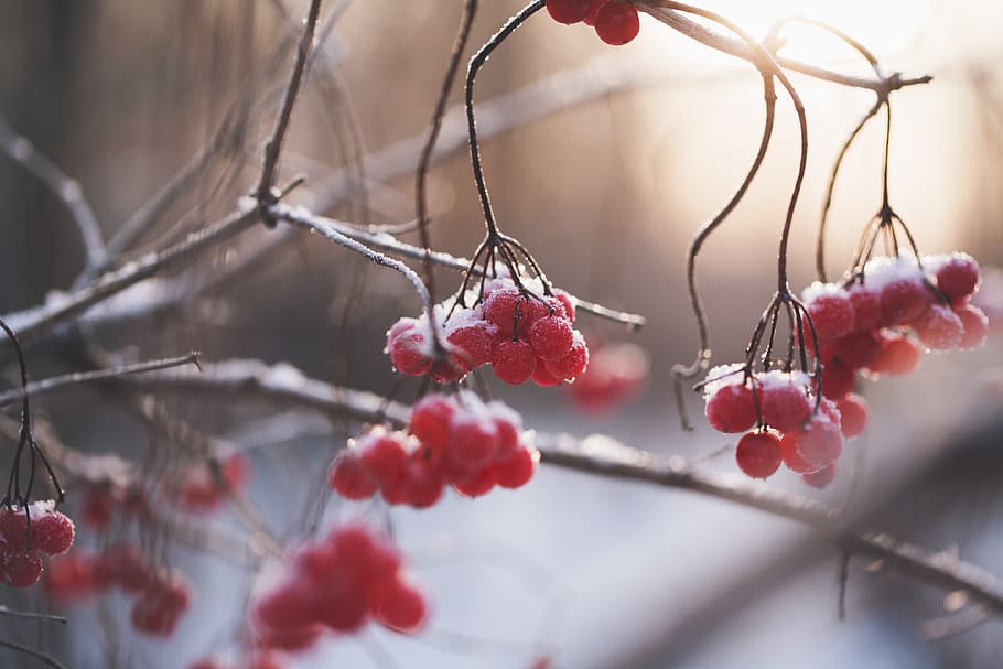 red, fruit. tree, branch, plant, nature, ice, winter, snow, fruit, food and drink