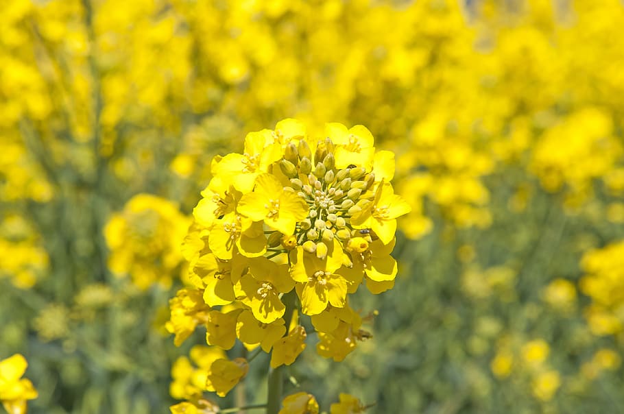 canola, summer, field, landscapes, bed, oilseeds, yellow fields, yellow, flower, flowering plant
