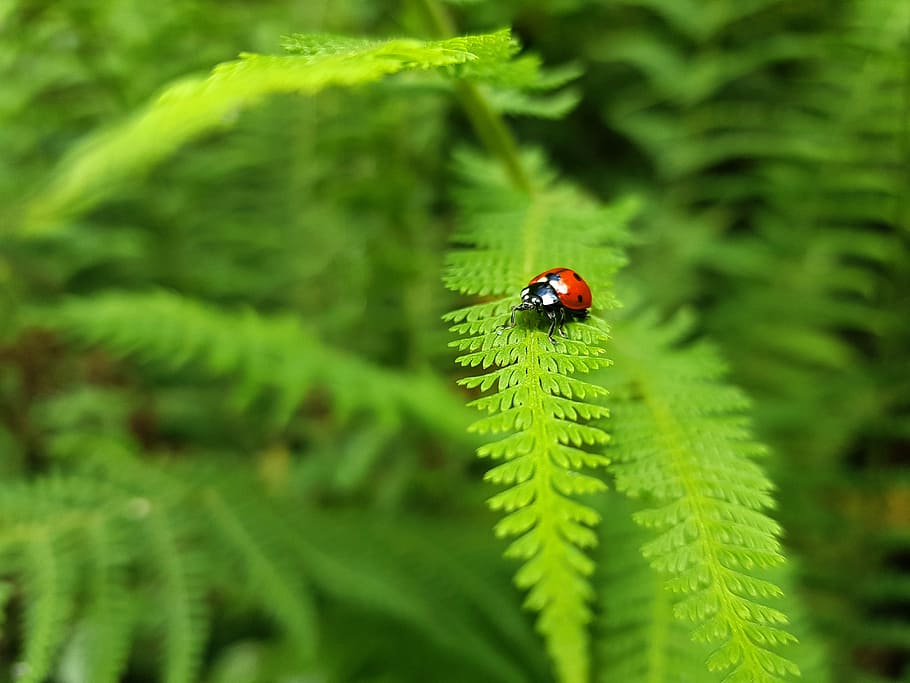selective, focus photography, ladybug, perched, green, fern leaf, nature, fern, insect, mountain
