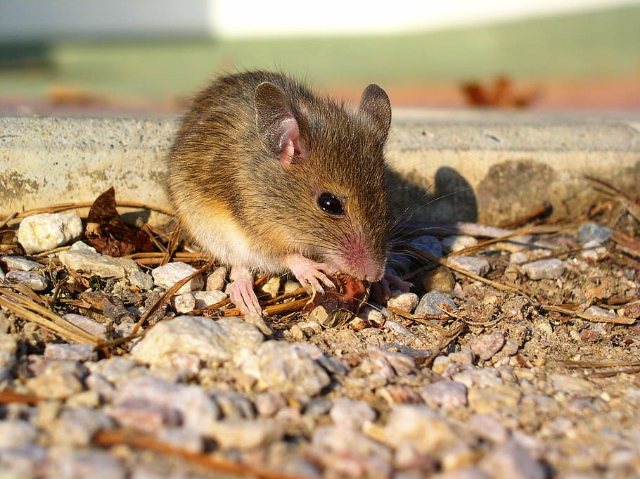 mouse, animal, rodent, animal themes, animal wildlife, one animal, mammal, animals in the wild, eating, selective focus