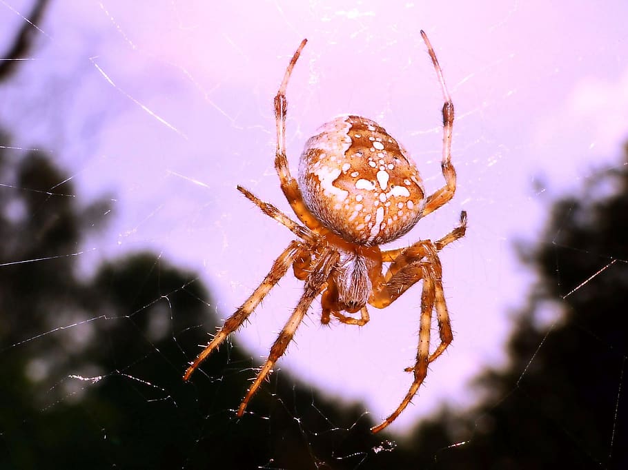spider, arachnid, spider's web, insect, phobia, invertebrates, cobweb, crusader garden, female, closeup