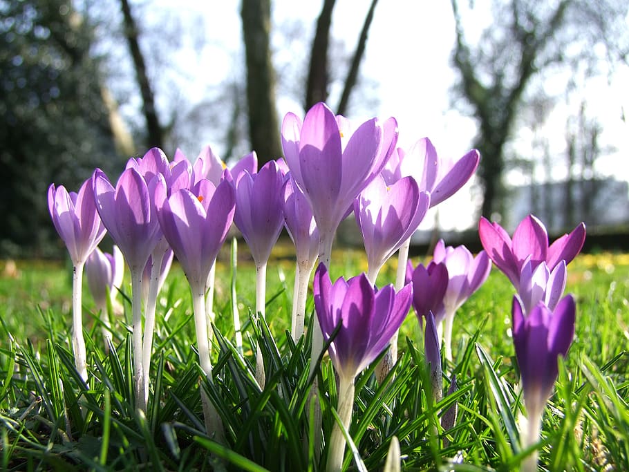 꽃, 크로커스, 봄, 공원, 정원, 뒤셀도르프, 2 월, farbenpracht, 독일, 식물