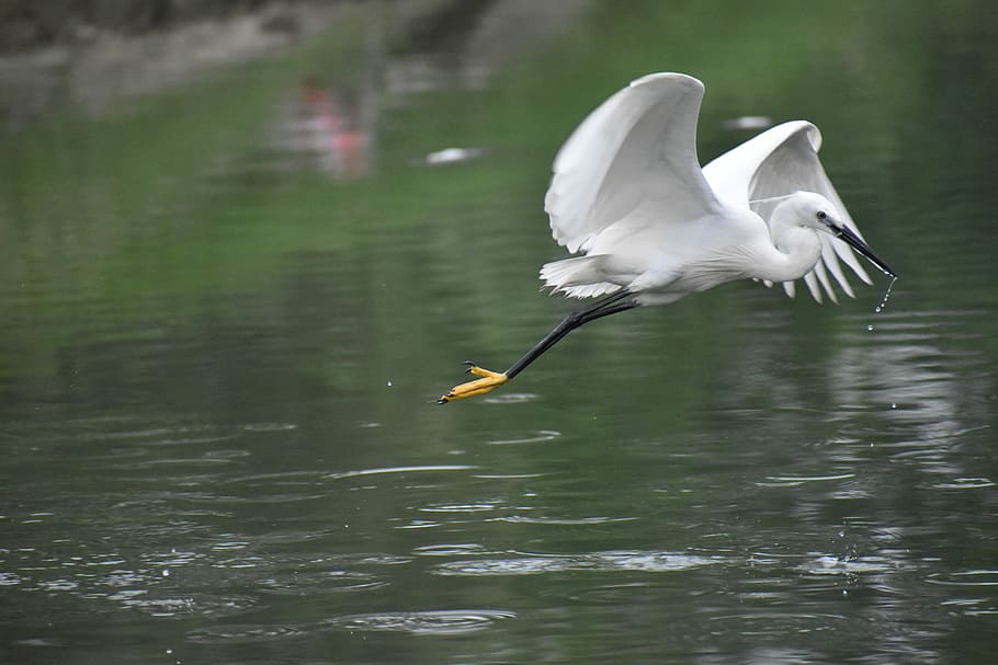white, bird, Flying, Siberian Crane, White Bird, flying siberian crane, huge wings, animals in the wild, water, one animal