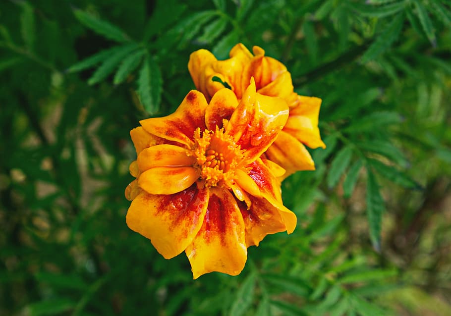 orange petaled flower, closeup, photography, yellow, marigold, flower, green, leaf, plant, nature