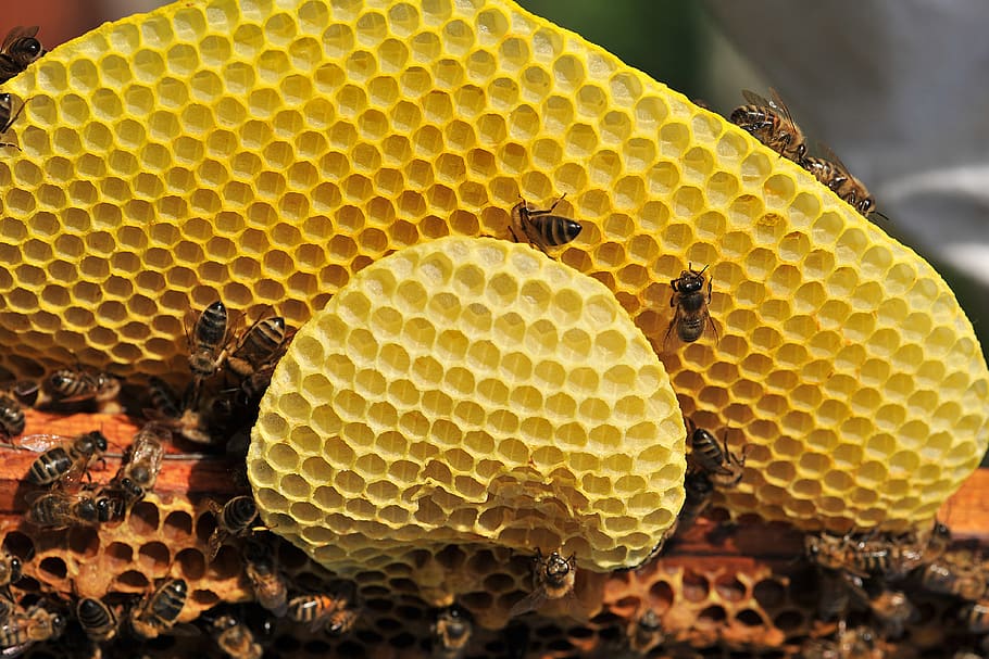 abeja, miel, polen, flor, polinización, insectos, primavera, néctar, pastel de cera, panal
