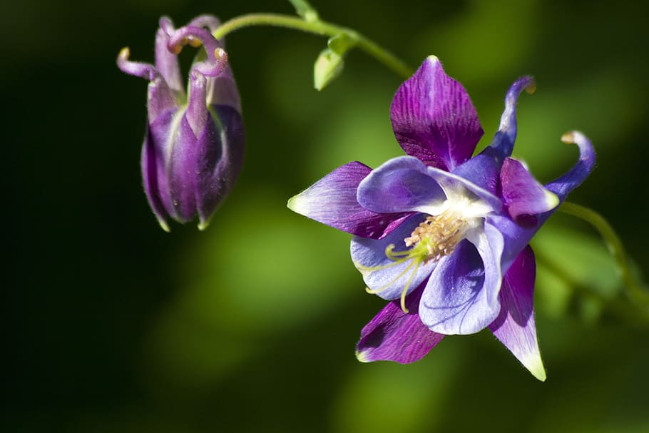 púrpura, flor de la orquídea, aguileña, flor, floración, planta, violeta, aquilegia, hahnenfußgewächs, jardín