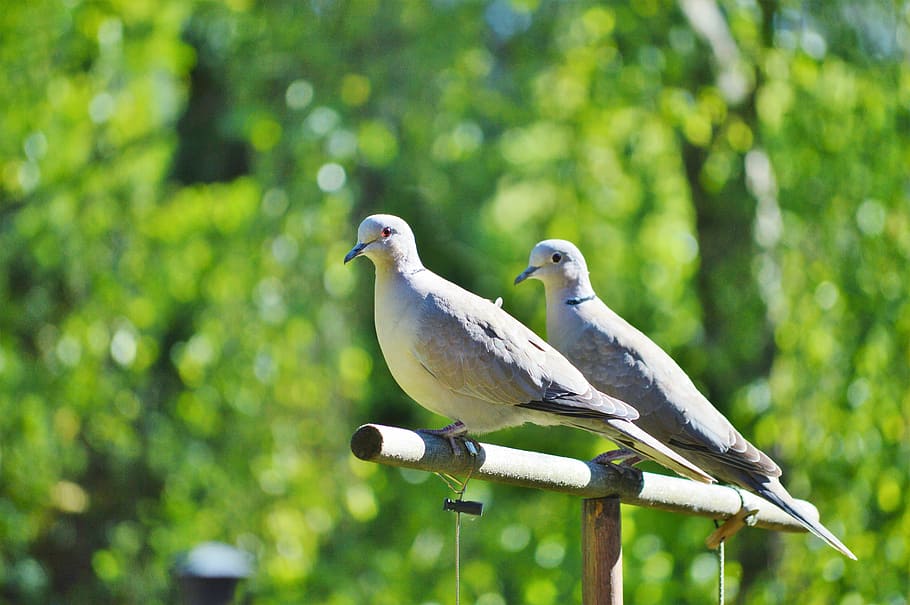 pigeons, birds, animal, collared, luck, love, street deaf, romantic, city pigeon, nature